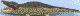 crocodile_small.gif (583 bytes)