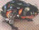 hoping_frog_small.jpg (1438 bytes)