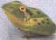 rus_frog_small.jpg (1270 bytes)